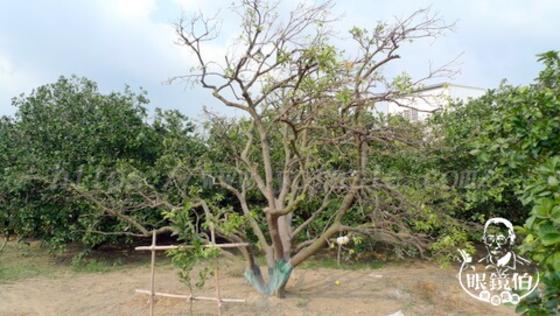 快要凋亡的老欉文旦樹,每年天牛害蟲都會讓不用藥的老文旦樹凋亡,所以真麻豆老文旦事實非常稀少